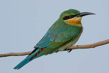 A Blue Tailed Bee Eater surveying the area for bees - image #473583 gratis
