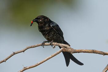 A Juvenile Drongo with a catch - A Blister Beetle (I think) - Free image #473853
