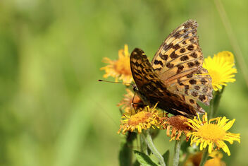 Silver Washed Fritillary - Kostenloses image #473913