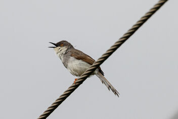 A Grey Breasted Prinia on a wire - image #473923 gratis