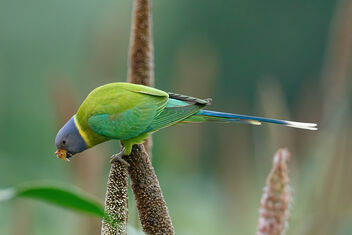 A Female Plum Headed Parakeet - image #473953 gratis