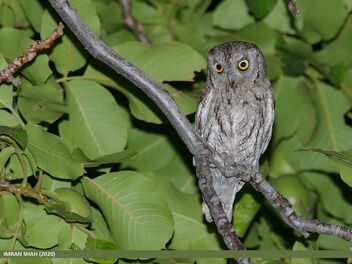 Eurasian Scops-owl (Otus scops) - image gratuit #474033 