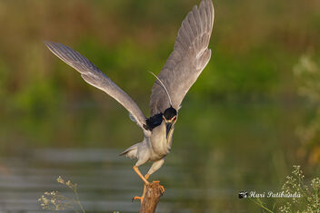 A Black Crowned Night Heron Landing on a Perch - Kostenloses image #474113