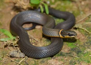 Prairie ring neck snake (Diadophis punctatus) - Free image #474333