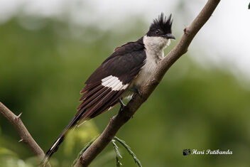 Another Jacobin / Pied Cuckoo - Free image #474463
