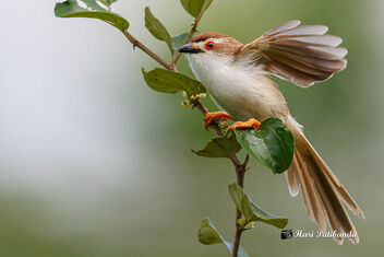 An Yellow Eyed Babbler fluttering in the wind - image gratuit #474513 