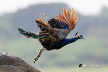 An Indian Peacock Flying away - image gratuit #474803 