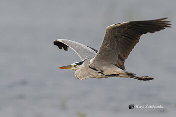 A Grey Heron in Lazy Flight - Free image #475023