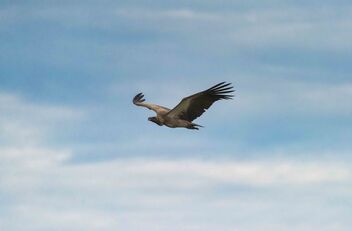 White-backed Vulture - image #475523 gratis