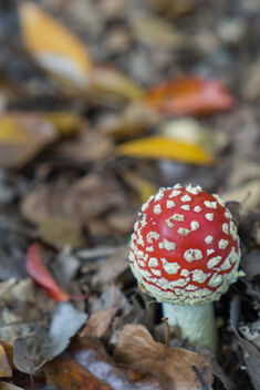 Small Fungi - Kostenloses image #475583