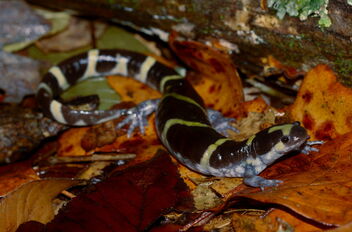 Ringed Salamander (Ambystoma annulatum) - image #475633 gratis