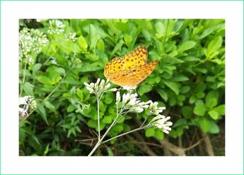 Beautiful butterfly - image gratuit #475643 
