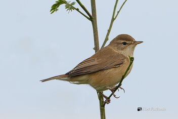 A Booted Warbler on a light perch - image gratuit #475713 