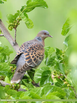 Oriental Turtle Dove (Streptopelia orientalis) - бесплатный image #475743