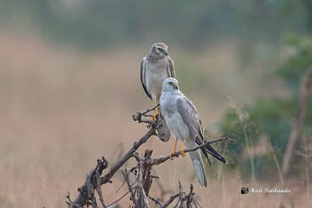 Two Pallid Harriers Roosting together - A Male (Front) and a Subadult (female) - бесплатный image #475763