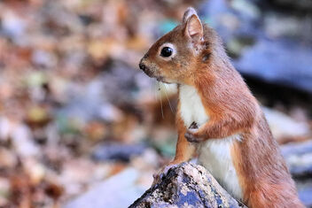 Red Squirrel - Kostenloses image #475773