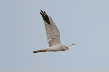 A male Pallid Harrier flying away from us early morning - Kostenloses image #475813