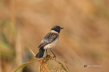 A Siberian / Common Stonechat early in the morning - image gratuit #475933 