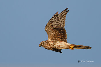 A Pallid Harrier surveying the roosting area - image gratuit #476093 
