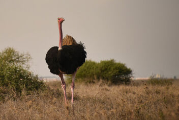 Nairobi National Park - Kostenloses image #476103