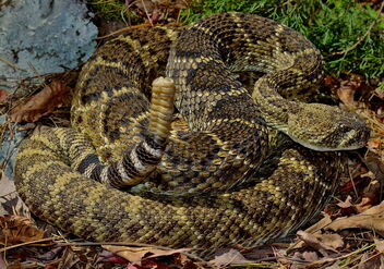 Western Diamondback Rattlesnake (Crotalus atrox) - image gratuit #476323 