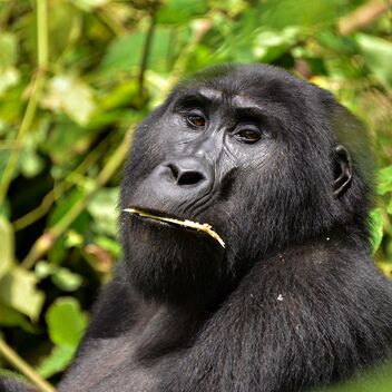 Mountain Gorilla, Uganda - бесплатный image #476343