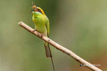 A Green Bee Eater Tossing a Catch - image #476363 gratis