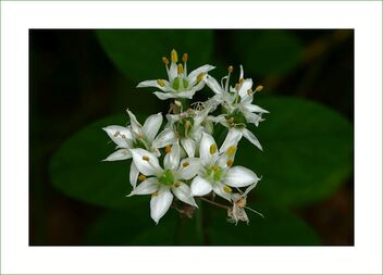 Small white flowers - Free image #476523