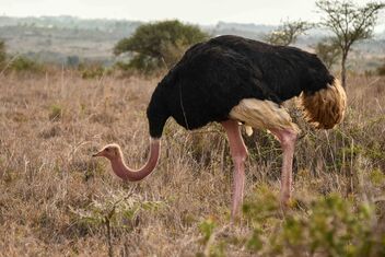 Ostrich, Kenya - image gratuit #476703 
