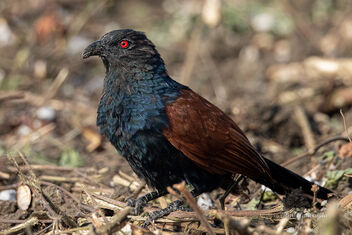 A Greater Coucal at work - image #476803 gratis