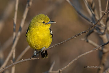 A Common Iora glowing in the morning light - image #476863 gratis