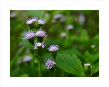 Small purple flowers - Kostenloses image #476913