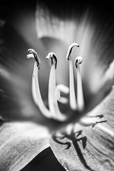 Day Lily - image gratuit #477193 