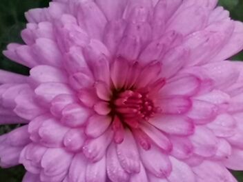 Mei-Kyo, chrysanthemum - Free image #477483
