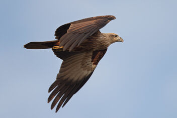 A Brahminy Kite flying away after missing a catch - Kostenloses image #477503