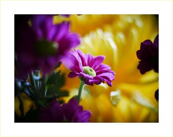 Chrysanthemum - Free image #477573
