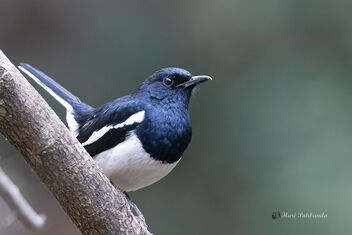 A Bored Oriental Magpie Robin - Free image #477663