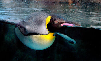 King penguin Calgary Zoo. - image gratuit #477683 