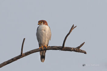A Red Necked Falcon after finishing a catch - image gratuit #477713 