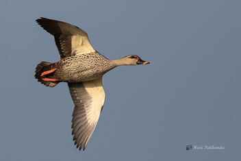 A Spotted Billed Duck in Flight taking a turn - image #477793 gratis