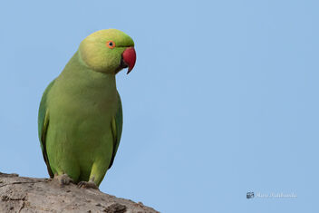 A Rose Ringed Parakeet Waiting for her friends - image gratuit #477873 