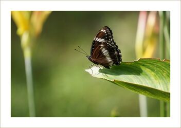 Butterfly - Kostenloses image #478003