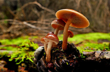 Brick Caps mushrooms (Hypholoma lateritium,) - Free image #478043