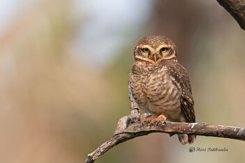 A Sleepy Spotted Owlet disturbed by other birds - Free image #478063