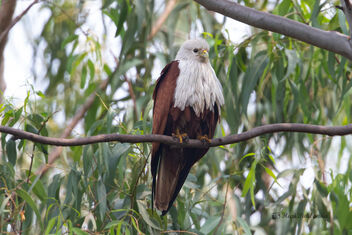 An Adult male Brahminy Kite resting after a round of hunt - image #478113 gratis