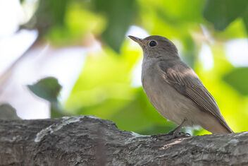 A Rusty Tailed Flycatcher playing hide and seek with us - image gratuit #478123 
