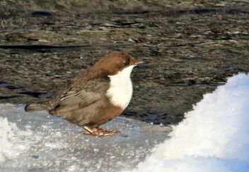 Dipper on Ice - Free image #478233