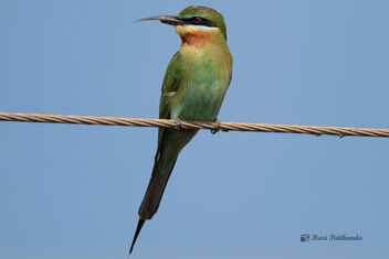 A Blue Tailed Bee Eater with a Broken Beak - Kostenloses image #478253