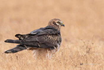 A Montagu's Harrier Female roosting communally - Kostenloses image #478513