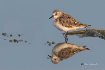 A Little Stint working for its breakfast the morning - image gratuit #478633 